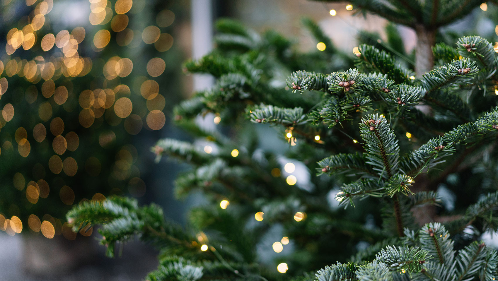 christmas tree with lights in the lobby